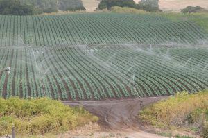 irrigation