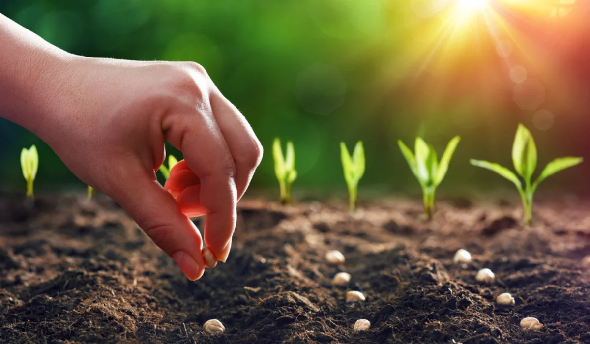 sowing