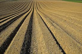soil preperation
