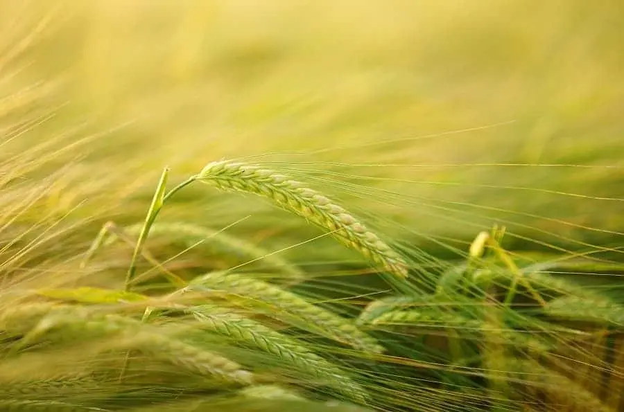 history of agriculture